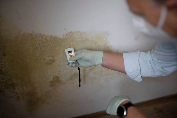 Best Toxic Mold Removal  in Waterflow, NM
