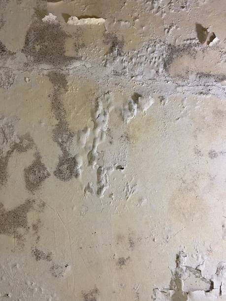 Best Same-Day Mold Removal  in Waterflow, NM