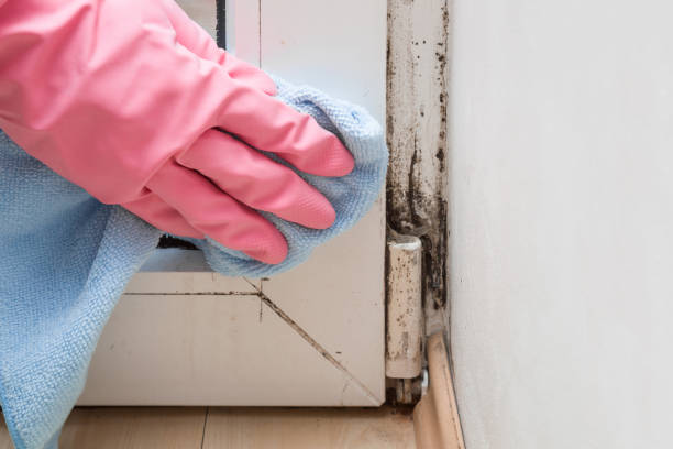 Best Mold Remediation  in Waterflow, NM