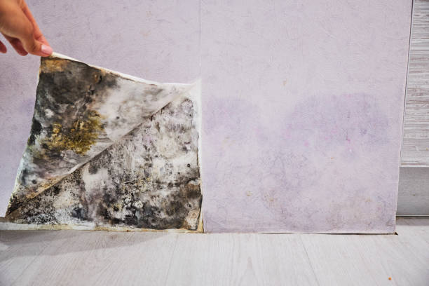 Best Professional Mold Removal  in Waterflow, NM
